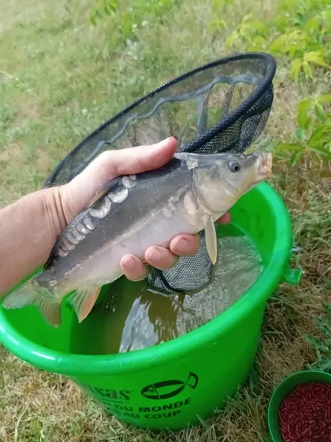 Carpe miroir