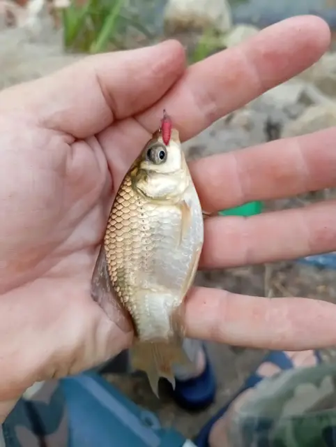 Poisson pêché dans l'étang
