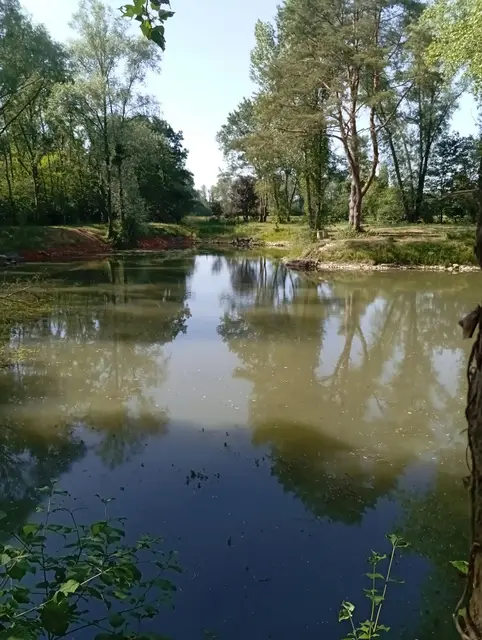 L'étang entre les arbres