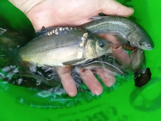 Poisson pêché dans l'étang