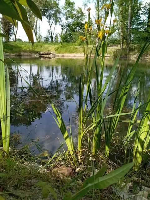 Iris jaunes au bord de l'étang