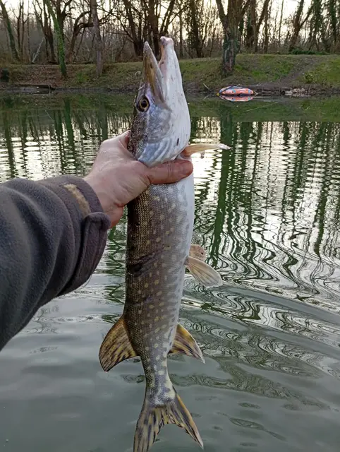 Brochet