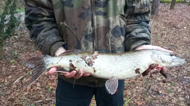 Brochet